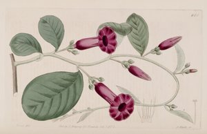 Argyreia cuneata
